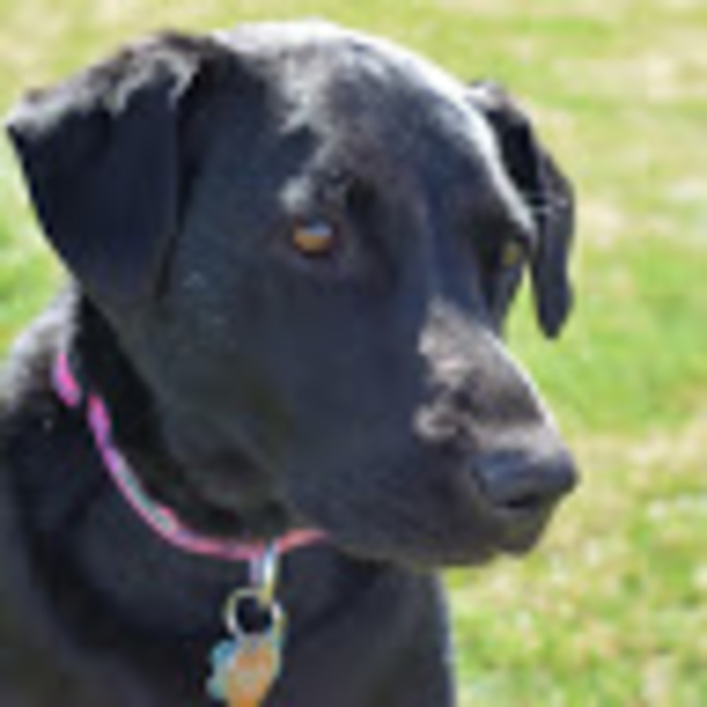 Meet your Posher, Abby